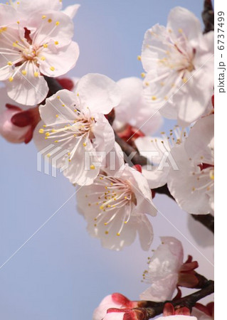 杏子の花 6737499