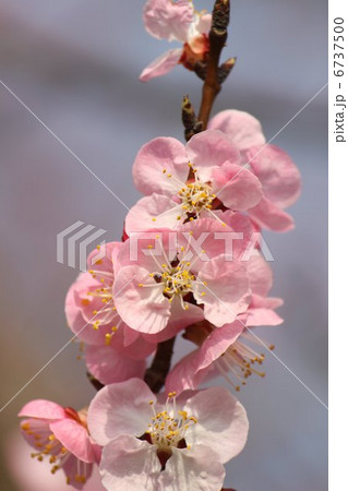アンズの花 6737500