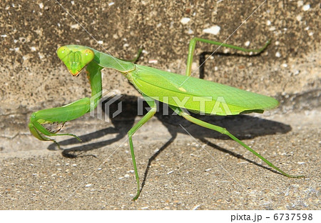 ハラビロカマキリ 6737598