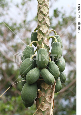 パパイア パパイア 6737663