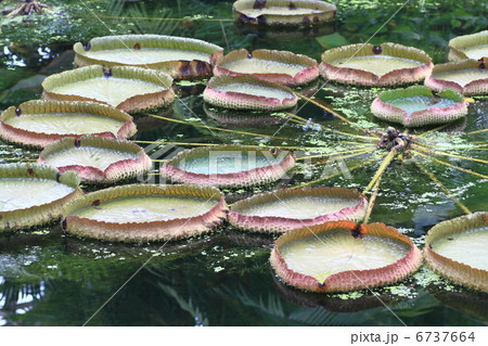 オオオニバス 6737664