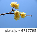 蝋梅の花 6737795