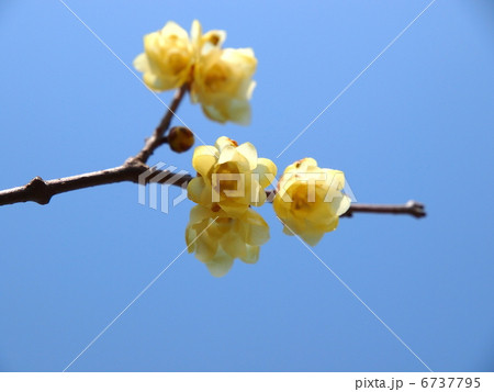 蝋梅の花 6737795