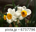 水仙の花 6737796