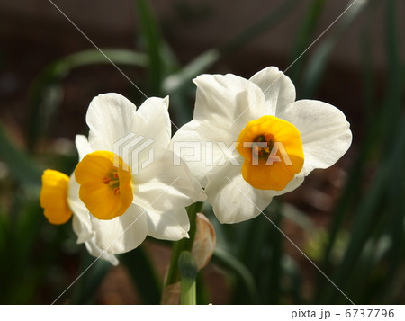 水仙の花 6737796