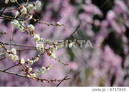 梅の花、 6737930