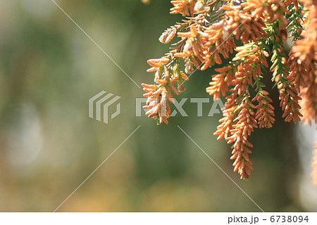 スギ花粉 6738094