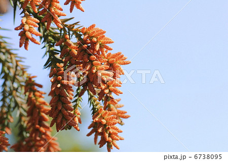 スギ花粉 6738095