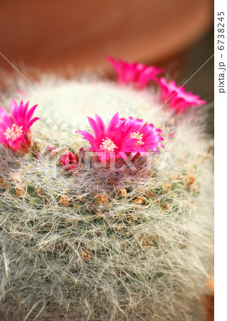 サボテンの花 サボテンの花 6738245