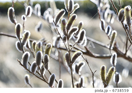 ネコヤナギ（猫柳） 6738559