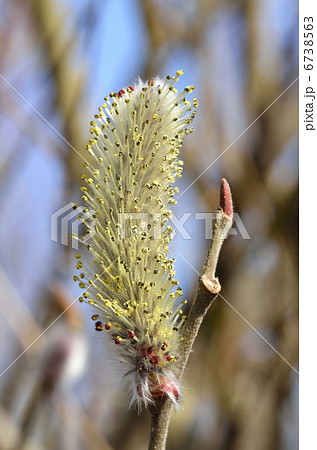 ネコヤナギ（猫柳） 6738563