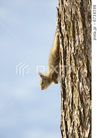 ニホンリス 6738598