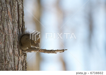 ニホンリス 6738602