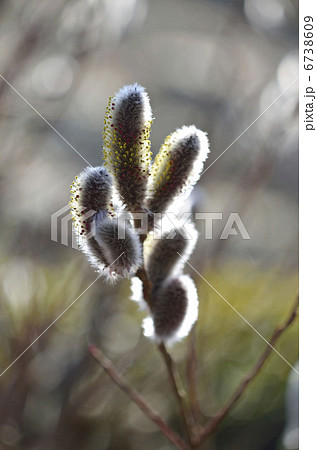 ネコヤナギ（猫柳） 6738609