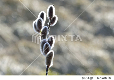 ネコヤナギ（猫柳） 6738610