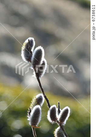 ネコヤナギ（猫柳） 6738611