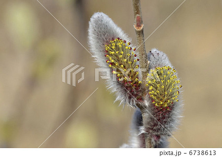 ネコヤナギ（猫柳） 6738613