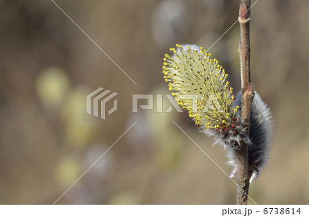 ネコヤナギ（猫柳） 6738614