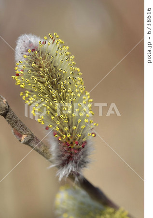 ネコヤナギ（猫柳） 6738616