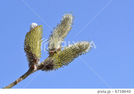 ネコヤナギ（猫柳） 6738640
