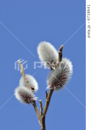 ネコヤナギ（猫柳） 6738641