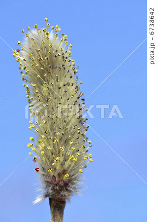 ネコヤナギ（猫柳） 6738642