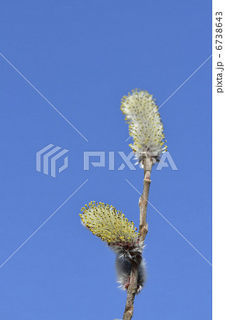 ネコヤナギ（猫柳） 6738643