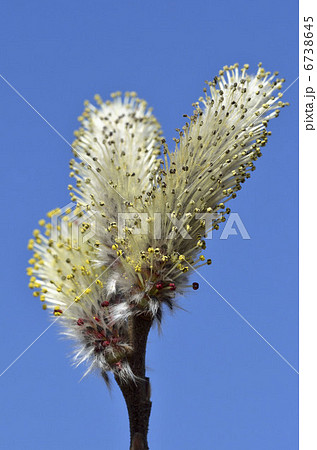 ネコヤナギ（猫柳） 6738645