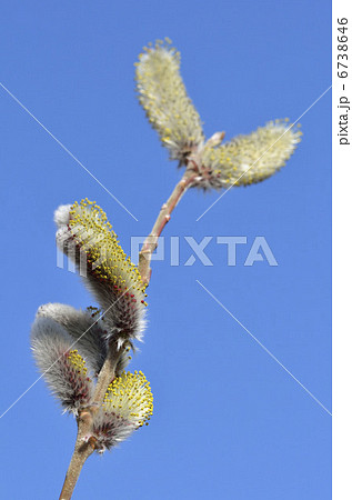 ネコヤナギ（猫柳） 6738646