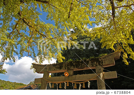 鳥居とイチョウ 6738804