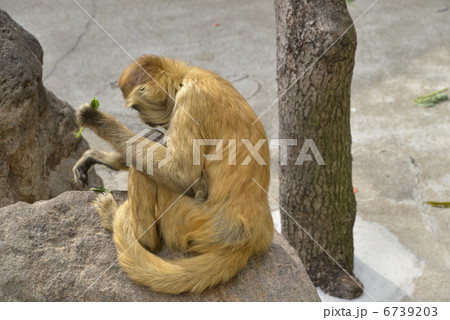 岩場に座るクモザル 6739203