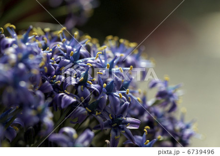 シラー ベルビアナ 「星のソナタ」 シラー ベルビアナ 「星のソナタ」 6739496