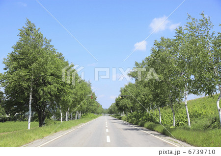 白樺並木道 6739710
