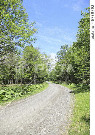 新緑の林道 6739792