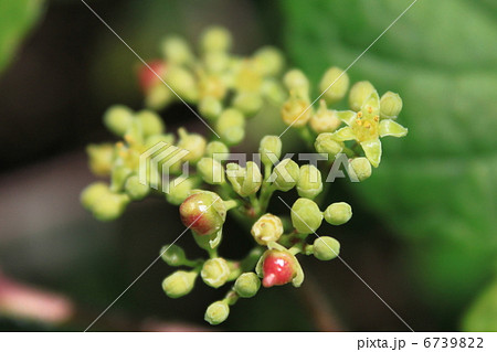 ノブドウの花と実 6739822