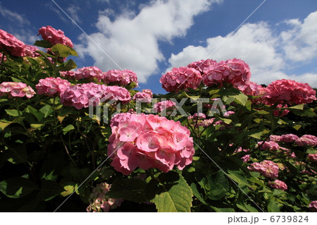 あじさい 6739824