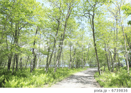 新緑の林道 6739836