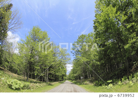 新緑の林道 6739952