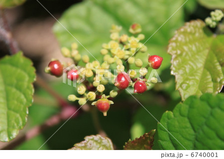 ノブドウの実 6740001