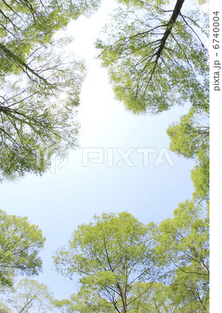 新緑の木々 6740004