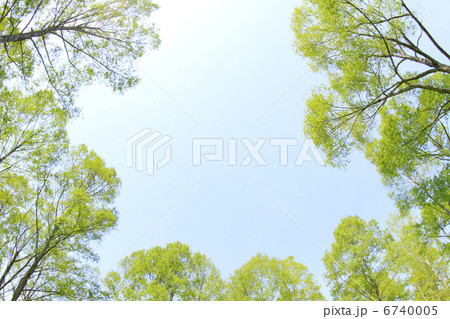 新緑の木々 6740005