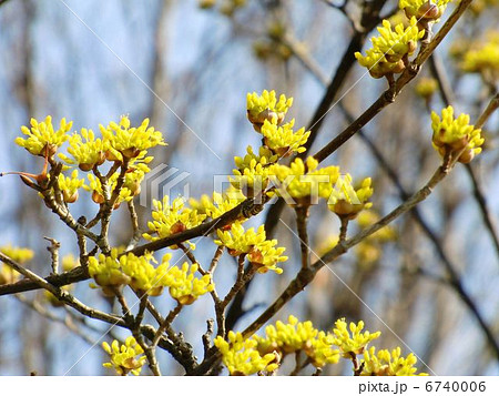 サンシュユの花 6740006