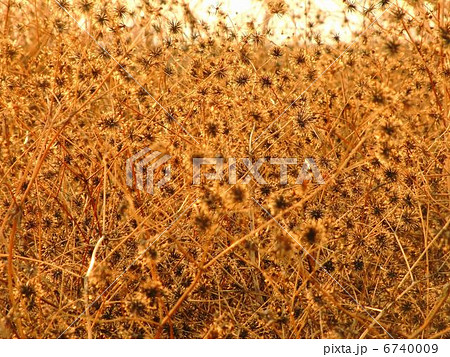 夕陽に映えるひっつき虫 6740009