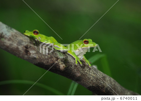 森に棲む蛙 6740011