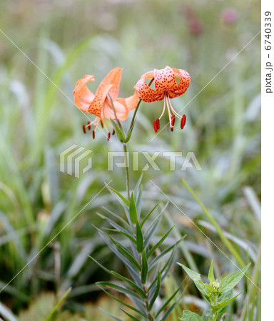 コオニユリ コオニユリ 6740339