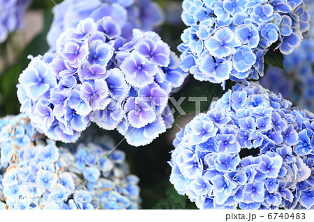 紫陽花 「モナリザ」 6740483