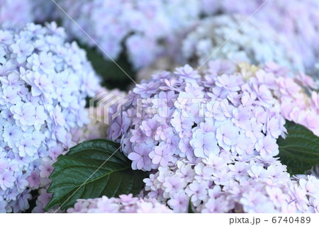 紫陽花 テマリテマリ ピンク の写真素材