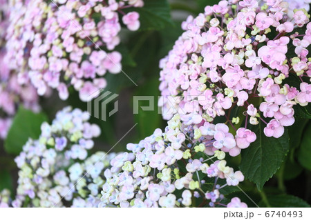 紫陽花 「オタフク」 6740493