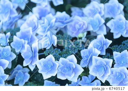 紫陽花 コンペイトウブルー の写真素材