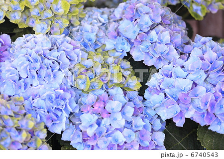 紫陽花 「マジカルアメジスト」 紫陽花 「マジカルアメジスト」 6740543